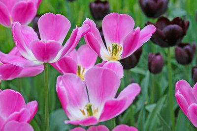 Close-up of pink flowering plants