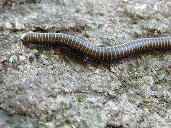 Close-up of insect