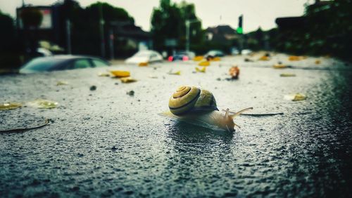 Close-up of snail on street