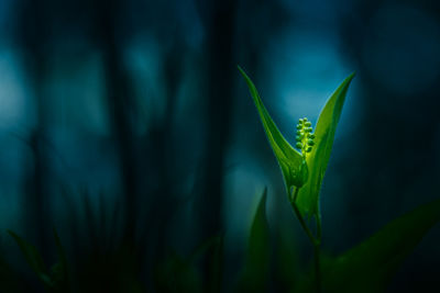 A beautiful wildflower growing on the forest floor in spring. 