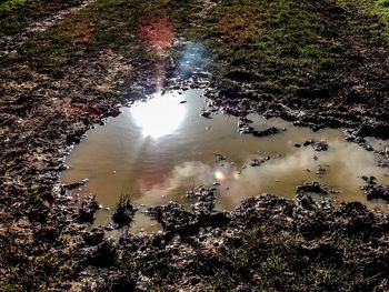 Reflection of trees in water