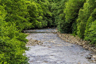 Stream flowing amidst trees in forest