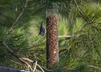 Close-up of butterfly on plant