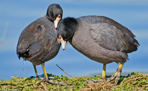 Close-up of coots on field by lake