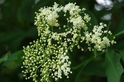 Close-up of white flowering plant