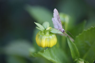 Close-up of flower blooming outdoors