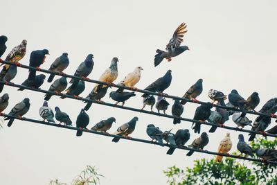 Low angle view of birds perching on cable against clear sky