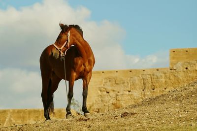 Low angle view of horse standing on field against sky