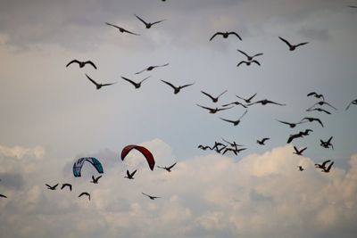 Low angle view of silhouette birds flying in sky