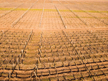 High angle view of crops on field