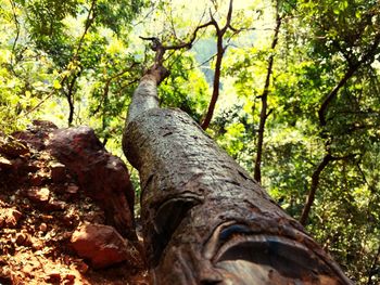 Close-up of tree trunk against sky