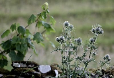 Close-up of wilted plant