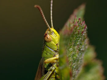 Close-up of insect on plant