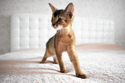 Cat looking away while sitting on floor