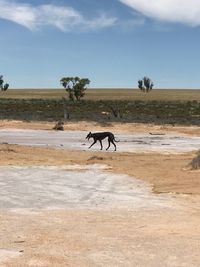 View of a horse on field