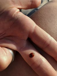 Good luck,  coccinella insect on a hand