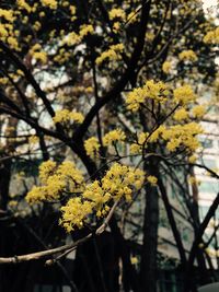 Close-up of yellow flower tree