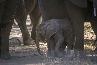 Elephant calf standing on land