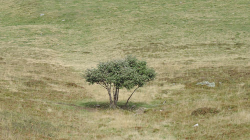 High angle view of tree on field