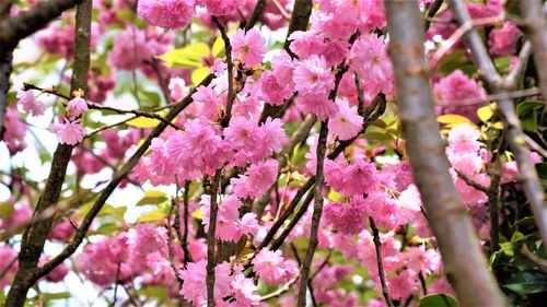 Close-up of pink cherry blossoms in spring