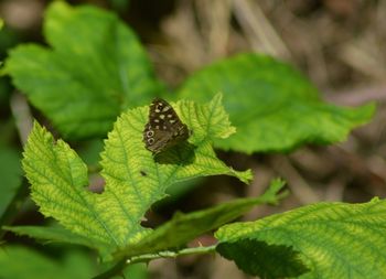 Close-up of butterfly on leaves