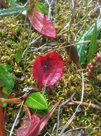 Close-up of red flowers