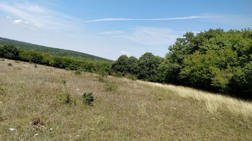 Scenic view of trees on field against sky