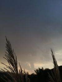 Low angle view of plants against cloudy sky