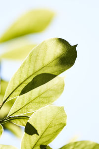 Close-up of fresh green leaves against sky