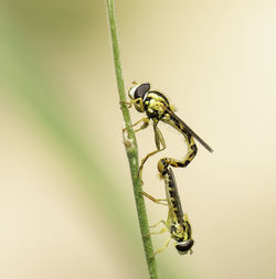 Close-up of insect