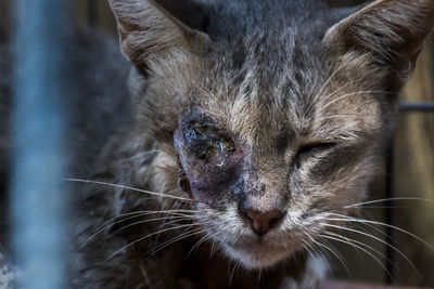 Close-up portrait of a cat