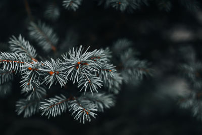 Fresh branch of coniferous tree on blurred background. natural