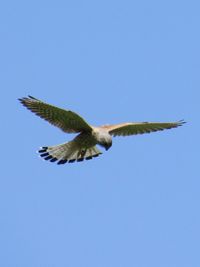 Low angle view of birds flying against blue sky