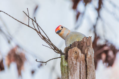 Close-up of bird perching on tree