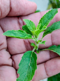 Close-up of hand holding leaves