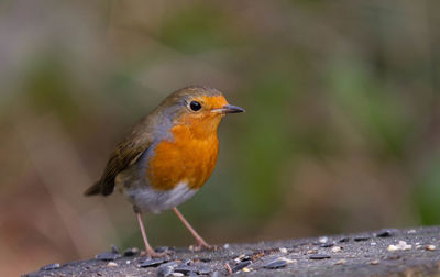 Close-up of bird perching outdoors