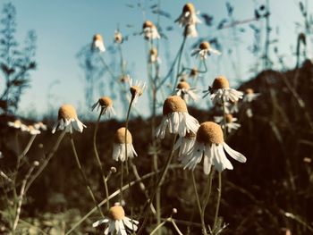 Close-up of wilted flower on field against sky