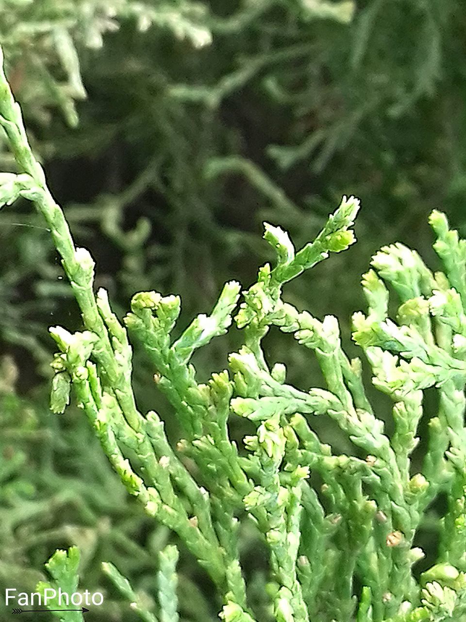 CLOSE-UP OF PLANT AGAINST BLURRED BACKGROUND