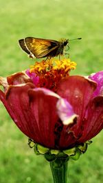 Close-up of butterfly perching on flower