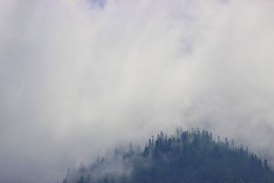 Low angle view of trees in forest against sky