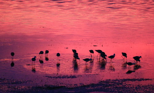 Flock of birds flying over lake