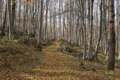 Trees in forest