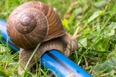 Close-up of snail on garden hose