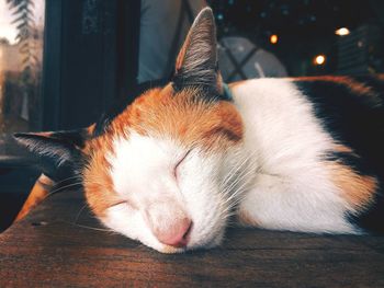 Close-up of cat sleeping