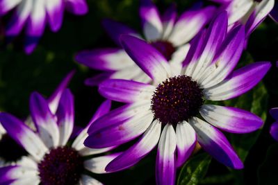 Close-up of purple coneflower blooming outdoors