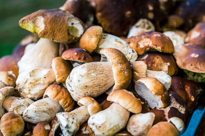 Close-up of mushrooms