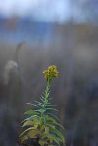 Close-up of yellow flowering plant