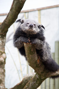 Close-up of an animal sitting on branch