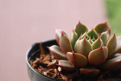 Close-up of succulent plant