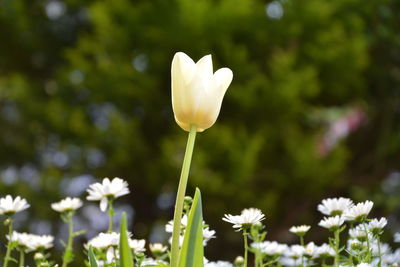 Close-up of white flowering plant on field